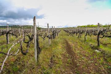 Vineyard near the village of Balaklava