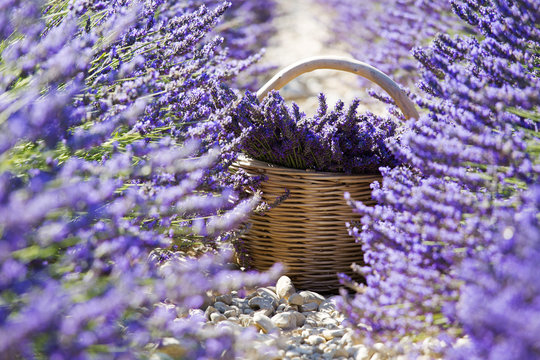 Europe, France,Provence Alpes Cote d'Azur,Plateau de Valensole, Lavender Rows