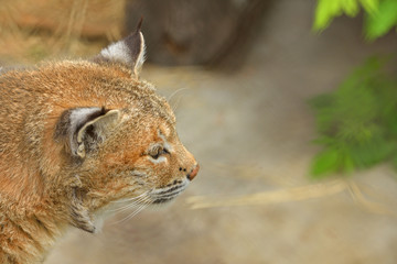 Bobcat, Felis (Lynx) rufus. Portrait
