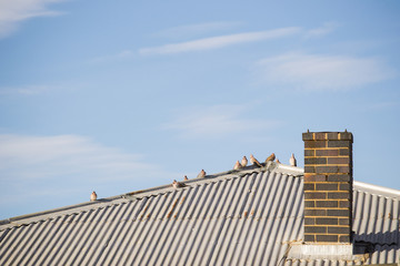 Fototapeta na wymiar Dove Birds on a Roof