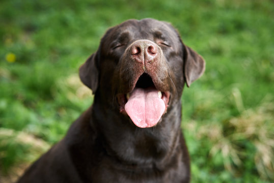 Black labrador dog, the dog stuck out his tongue