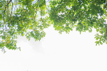 Beautiful Green leaves on white background