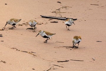 Fototapeta premium Dunlins on Lake Superior Shore