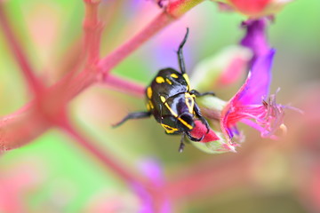  beetle