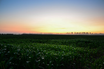 Sunrise over a Foggy Corn Field