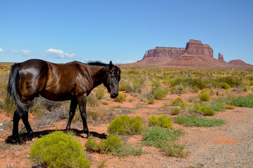 dark brown horse eating grass in the desert
Oljato-Monument Valley, Kayenta, Arizona, United States