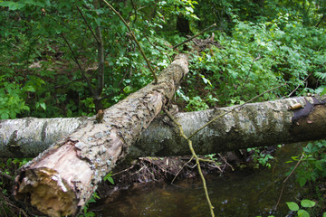 The creek in the forest