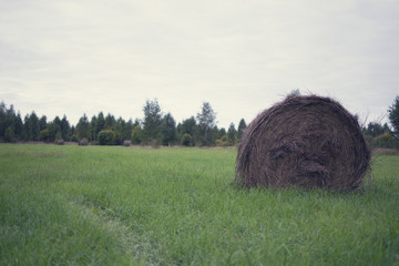 Roll of haystacks on the field. Agriculture Concept. Harvest concept.