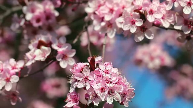 Pink cherry flowers blooming in springtime.