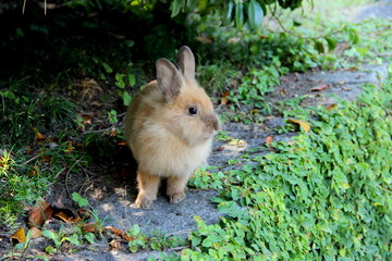Fototapeta premium Rabbit in bushes