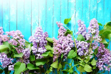 Garden poster Lilac Beautiful lilac on a blue wooden background