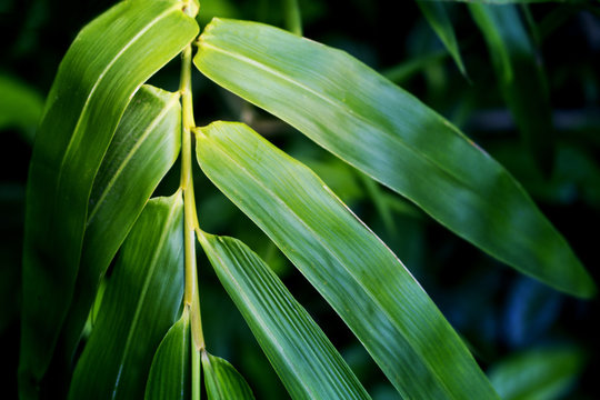 Bamboo leaf toned photo for spa salon design, meditation wallpaper, zen poster.