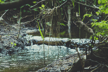The creek in the forest