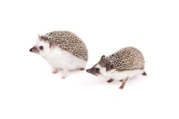 A pair of hedgehogs