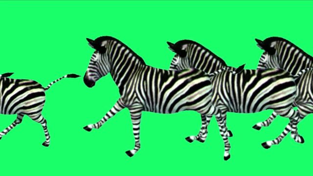 4k Group horses donkeys zebras animals silhouette migration running,Africa grasslands nature background.