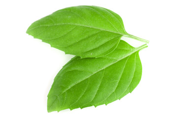 Obraz premium basil herb leaves isolated on white background closeup