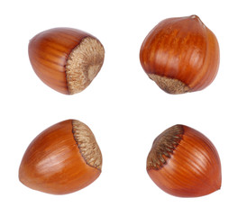 hazelnut isolated on white background