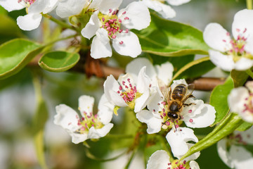 A bee collects pollen from the flowers of pear trees macro
