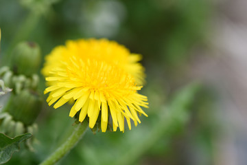 One bright yellow dandelion on a background of blurred grass