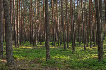 Sosnowy las.