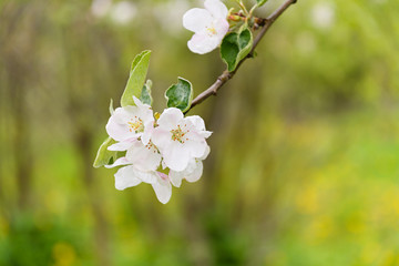 Obraz premium White Apple blossoms on a branch on blurry background