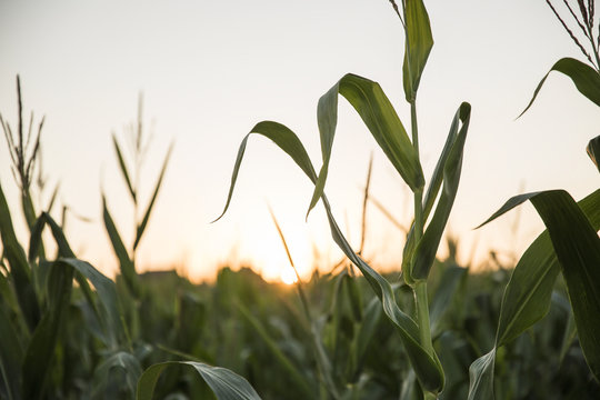 field of corn at sunset