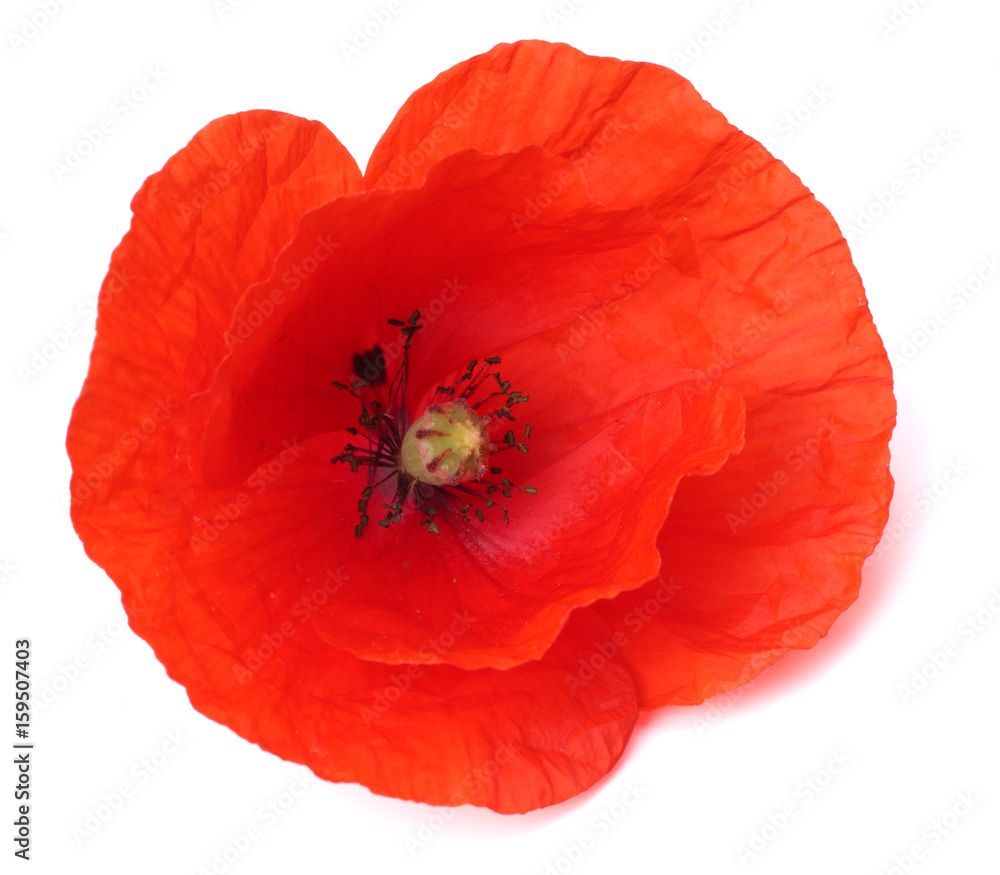 Wall mural red poppy flower isolated on white background