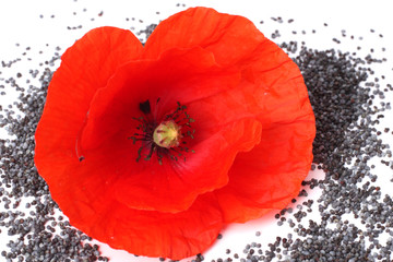 poppy seeds with poppy flower on white background