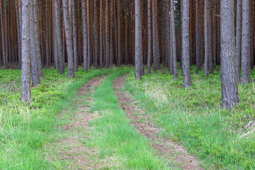 Leśna droga. © boguslavus