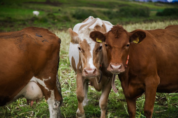Fototapeta premium cow farm in iceland