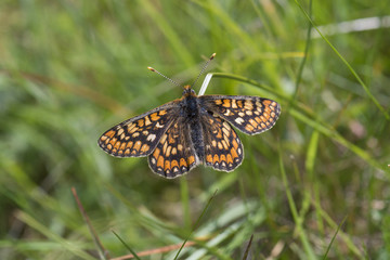 Marsh fritillary butterfly in grass