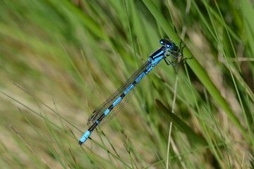 Azure Blue Damselfly, cornwall, uk