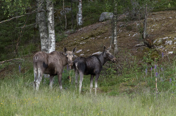 Mammals - young moose Alces 