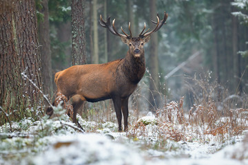 Great adult noble red deer with big beautiful horns on snowy field on forest background.  European wildlife landscape with snow and deer with big antlers. Portrait of Deer. Desired trophy for hunters.