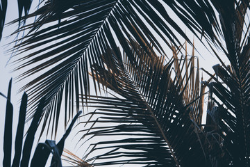 Green palm leaf over sky background. Palm leaves background. Tropical nature vintage print or poster. © Elya.Q