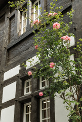 rose Bush against the wall