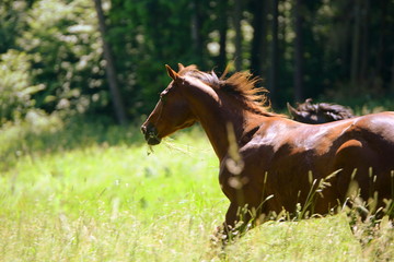 ungebändigte Kraft, Pferde galoppieren durch hohes Gras