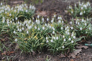 galanthus nivalis