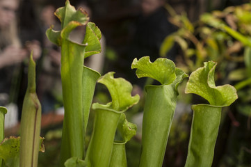 Sarracenia in the greenhouse