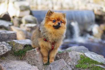 Red Miniature German Spitz dog posing outdoors on a stone near a small waterfall in the park