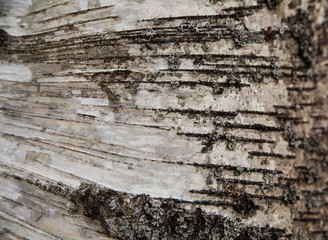  birch bark