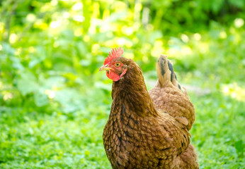 Home grown domestic chicken in a fresh green garden with warm bright spring light