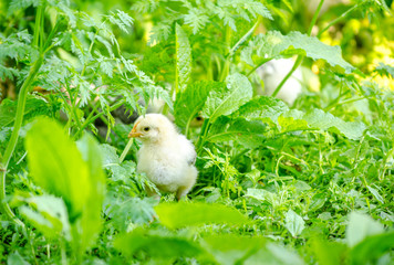 Cute tiny baby white fluffy whick walking in big dense fresh green grass and weed in a rural garden...