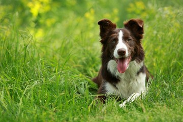 Smiling happy brown and white border collie lying in green grass on hot summer day, blurry green and yellow background