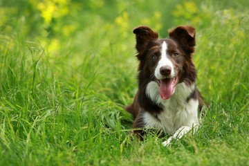 Smiling happy brown and white border collie lying in green grass on hot summer day, blurry green...