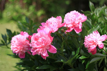 Fototapeta premium Peonies