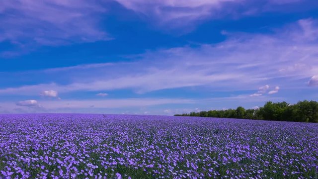 A Field of Flowering Flax under a Blue Sky with Fluffy Clouds. Timelapse. 4K. 
