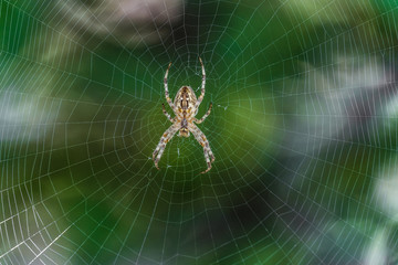 Obraz premium Big Garden-spider araneus in the center of web. Natural background with green bokeh. Cobweb with spider.