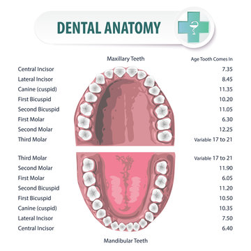 Dental Anatomy 2