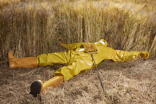 Man in yellow suit dead by genetically modified cereals on field